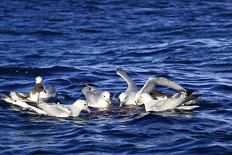 Southern Fulmar (Fulmarus glacialoides)