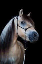 Norwegian Pony
