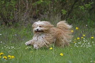 Running Tibetan Terrier