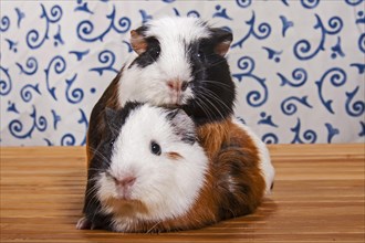 American Crested Guinea Pig and a Smooth Guinea Pig