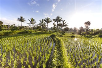 Rice field with palm trees