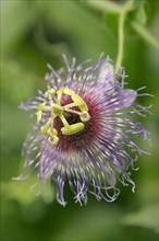 Passionflower or Purple Granadilla (Passiflora edulis)