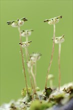 Common Liverwort or Green-tongue Liverwort (Marchantia polymorpha)
