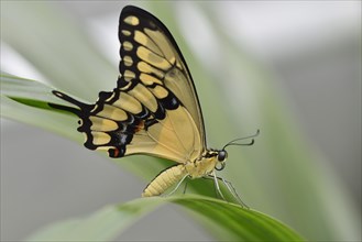 Giant Swallowtail (Papilio cresphontes)