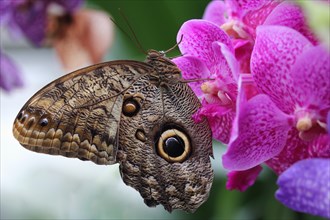 Forest Giant Owl Butterfly (Caligo eurilochus) on an orchid