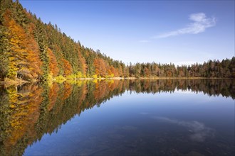 Autumn forest at Feldsee Lake with reflections