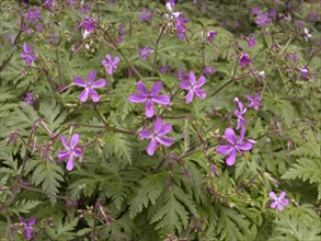 Canary Islands Geranium (Geranium canariense)