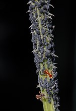 Aphids or Plant lice (Aphidoidea) on a thistle being milked by Ants (Formidicae)