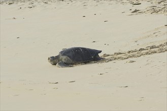 Green Sea Turtle or Pacific Green Turtle (Chelonia mydas japonica) on its way to the sea