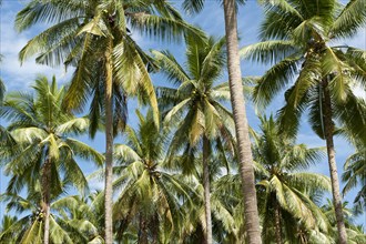 Coconut Palms (Cocos nucifera) on a plantation