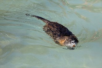 Coypu