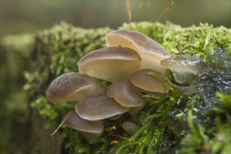 Toothed Jelly Fungus or False Hedgehog Mushroom (Pseudohydnum gelatinosum)