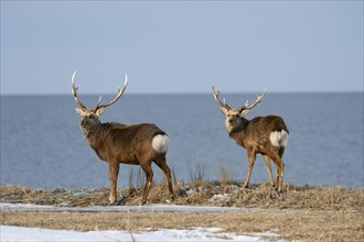 Two Hokkaido sika deer