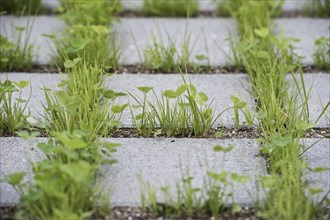 Eco-friendly paving of a parking lot with clover and grass