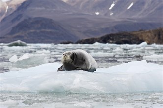 Bearded Seal (Erignathus barbatus) on Fjortende Julibreen