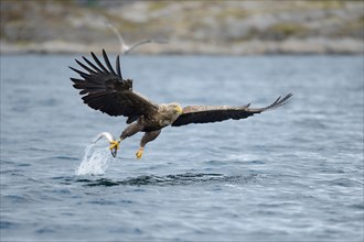 White-tailed Eagle or Sea Eagle (Haliaeetus albicilla) flying away with a captured fish