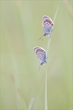 Common Blue (Polyommatus icarus) two butterflies perched on a blade of grass