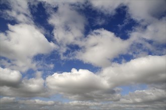 Cumulus clouds or Altocumulus clouds
