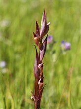 Long Lipped Serapias or Plow-Share Serapias (Serapias vomeracea ssp. Laxiflora)