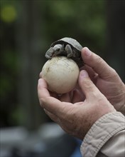 Young Galapagos Giant Tortoise (Chelonoidis nigra) on an egg