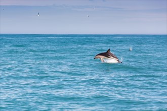 Hector's Dolphin (Cephalorhynchus hectori) jumping out of the water