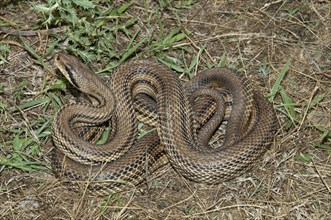 Four-lined Snake (Elaphe quatorlineata)
