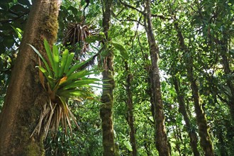 Bromeliad (Bromeliaceae) in a rainforest