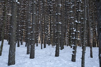 Pine tree forest in the snow