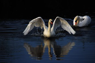 Fleeing Mute Swan (Cygnus olor)