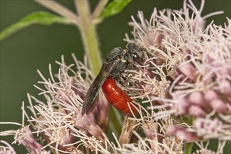 Blood Bee (Sphecodes albilabris) on Hemp-agrimony (Eupatorium cannabinum)