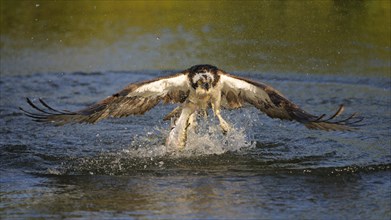 Osprey (Pandion haliaetus) in flight with Rainbow Trout (Oncorhynchus mykiss) as prey
