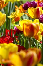 Blooming colourful Tulips (Tulipa)