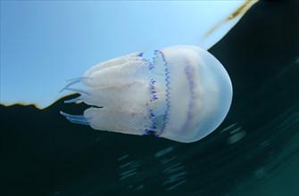 Barrel jellyfish or Dustbin-lid jellyfish (Rhisostoma pulmo)