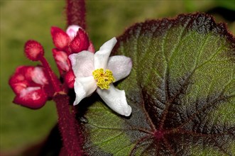 Flower of a Begonia (Begonia sp.)