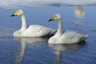 Two Whooper Swans (Cygnus cygnus)