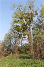 Mistletoe (Viscum album) growing on a goat willow