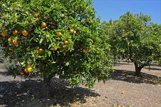 Orange Trees (Citrus x sinensis) in a plantation