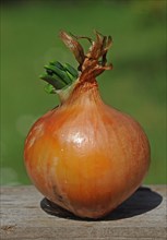 Onion beginning to sprout
