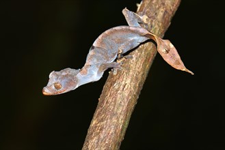 Leaf-tailed Gecko (Uroplatus ebenaui ssp.)