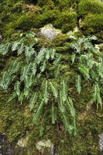 Hard Shield Fern (Polystichum aculeatum) on a moss-covered rock