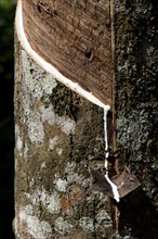 Incised Rubber Tree (Hevea brasiliensis)