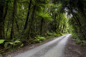 Forest trail in the middle of a New Zealand jungle