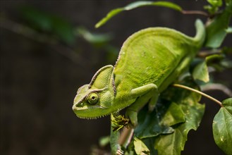 Yemen Chameleon or Veiled Chameleon (Chamaeleo calyptratus)