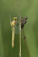 Newly hatched Spotted Darter (Sympetrum depessiusculum) with exuvia