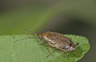 European Cockroach (Ectobius lapponicus)