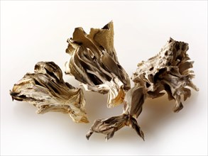 Dried Maitake mushrooms (Grifola frondosa)