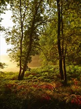 Forest clearing in the early morning light