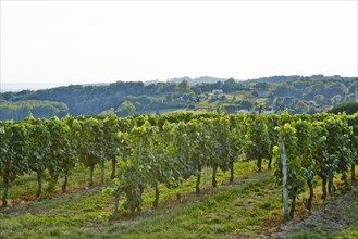 Wine-growing region of the Dordogne
