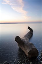 Driftwood on the shore of Lake Constance