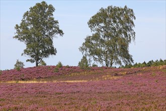 Heath landscape with flowering Common Heather (Calluna vulgaris) and Birches (Betula)